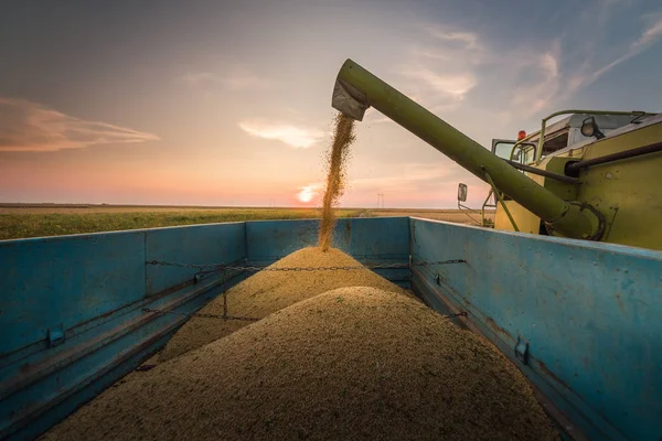 Gieten Soy Bean Graan Trekker Oplegger — Stockfoto