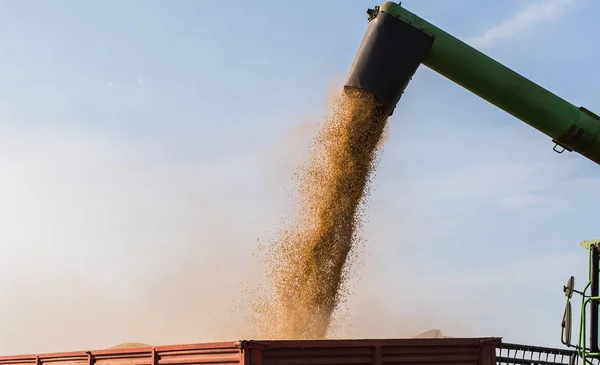 Verser Grain Soja Dans Remorque Tracteur Après Récolte — Photo