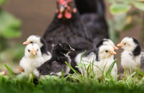 Hen Baby Chickens — Stock Photo, Image