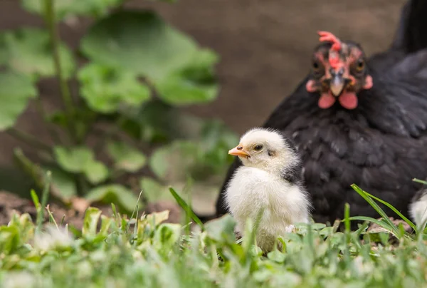 Kip Met Baby Kippen — Stockfoto