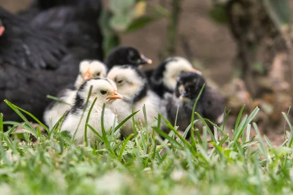 Kip Met Baby Kippen — Stockfoto