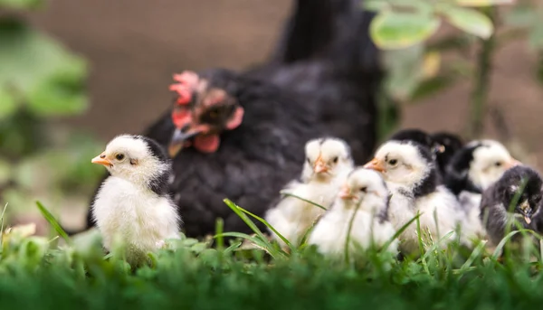 Hen Baby Chickens — Stock Photo, Image