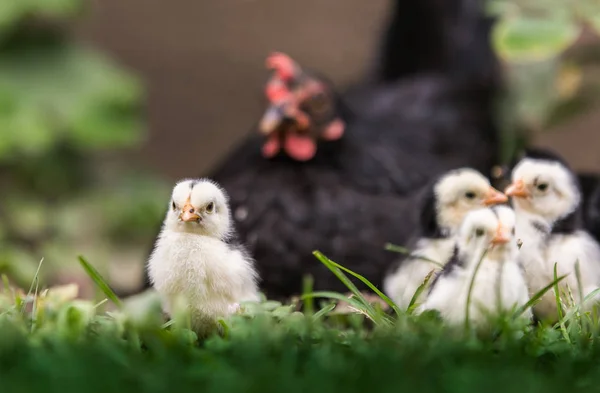 Hen Baby Chickens — Stock Photo, Image