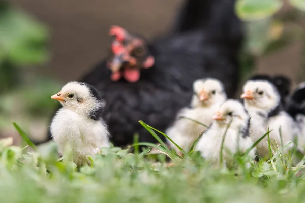 Kip Met Baby Kippen — Stockfoto