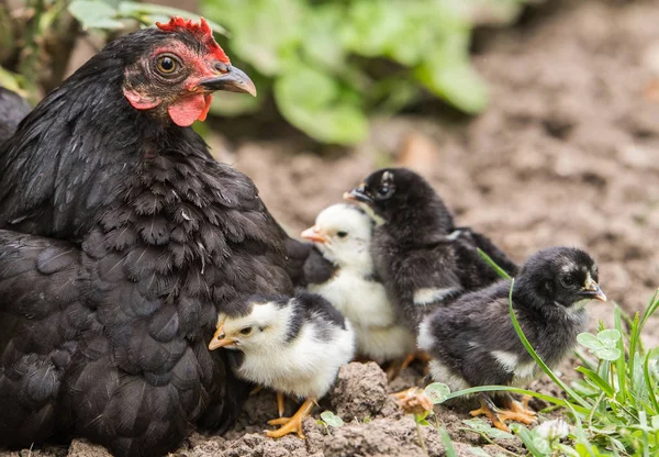 Kip Met Baby Kippen — Stockfoto