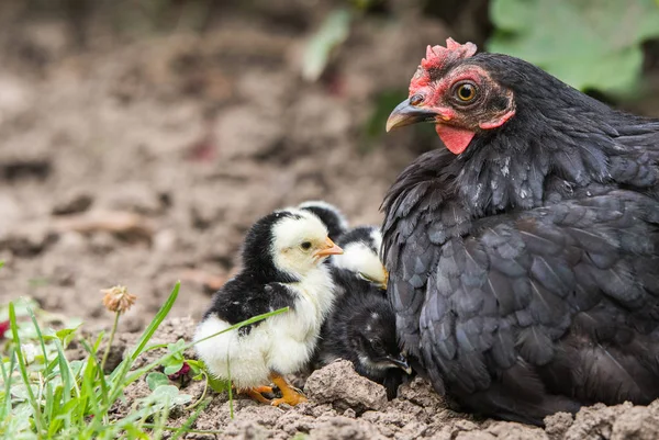 Kip Met Baby Kippen — Stockfoto