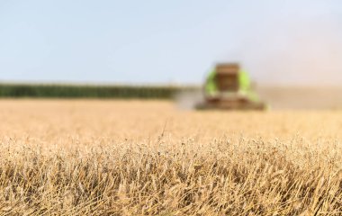 Buğday alanları birleştirmek ile hasat