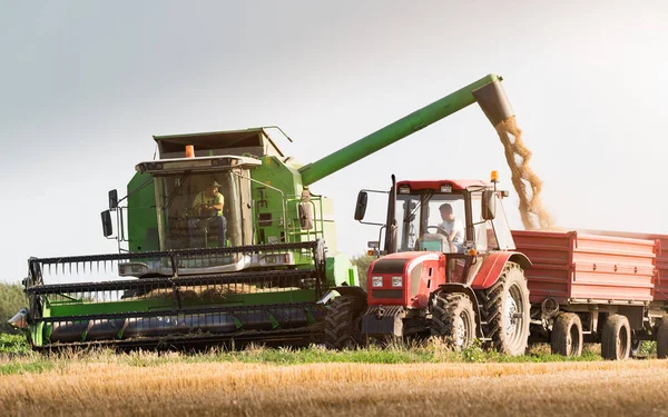 Verser Grain Soja Dans Remorque Tracteur Après Récolte Champ — Photo