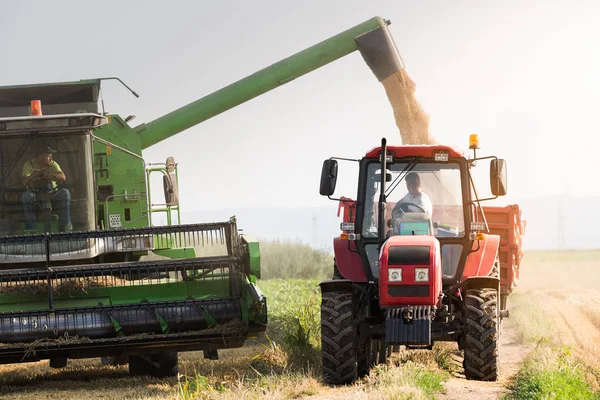 Gieten Van Soja Bonen Graan Trekker Trailer Oogst Het Veld — Stockfoto