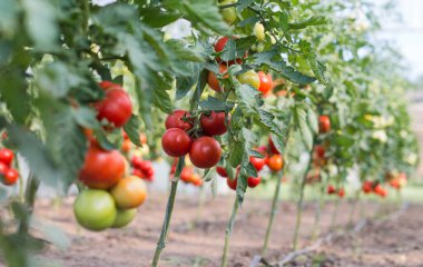 Bahçede hasada hazır olgun domatesler