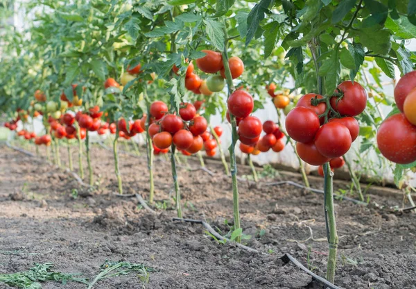 Pomodori Maturi Giardino Pronti Raccolto — Foto Stock