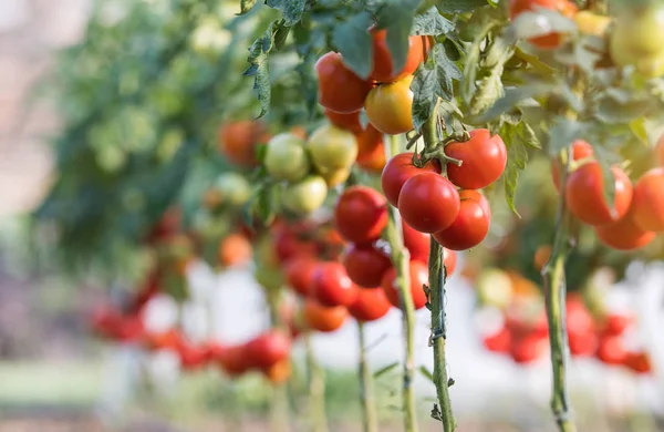 Tomates Mûres Dans Jardin Prêtes Être Récoltées — Photo