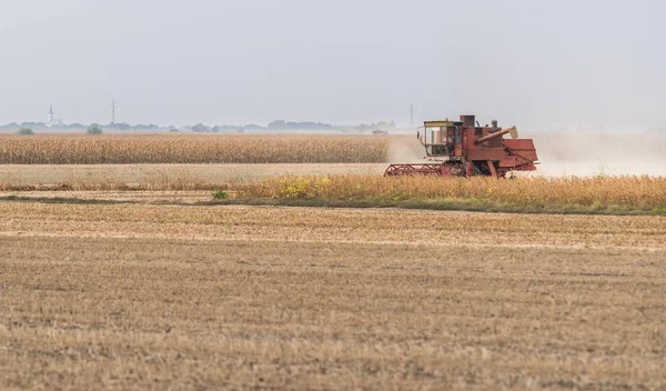 Harvesting of soy bean  fields with combine