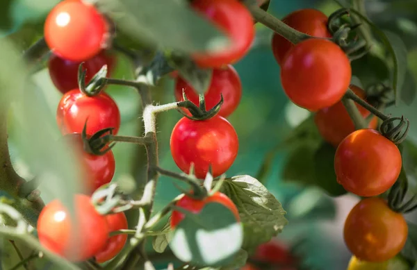 収穫する準備ができて庭でトマトを熟す — ストック写真