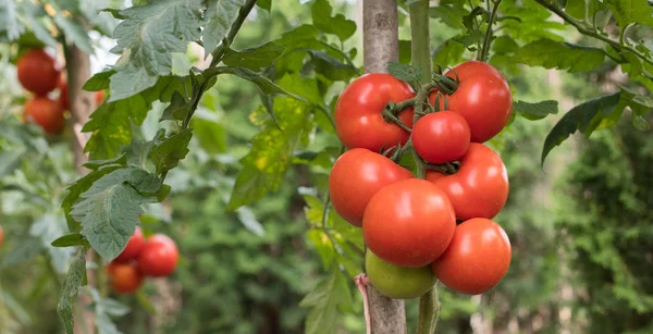 Dojrzałe Pomidory Ogrodzie Gotowe Zbioru — Zdjęcie stockowe