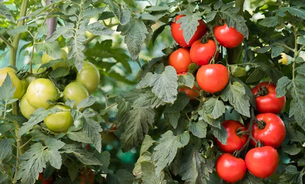 Pomodori Maturi Giardino Pronti Raccolto — Foto Stock