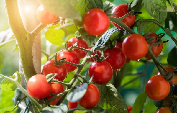 Rijp Tomaten Tuin Klaar Oogsten — Stockfoto