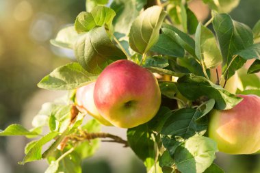 Rippe elma meyve hasat için hazır