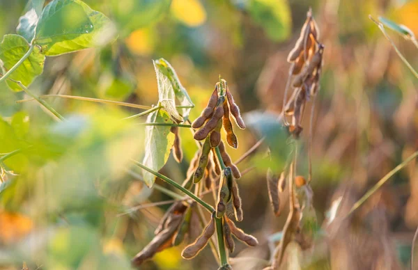 Soybean Plantation Sunny Day — Stock Photo, Image