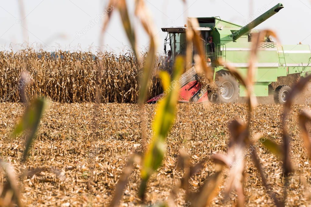Harvesting of corn fields with combine