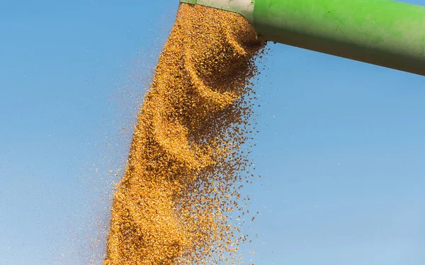 Despejando Grãos Milho Reboque Trator Após Colheita Campo — Fotografia de Stock