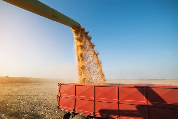 在田间收获后将玉米粒倒入拖拉机拖车中 — 图库照片