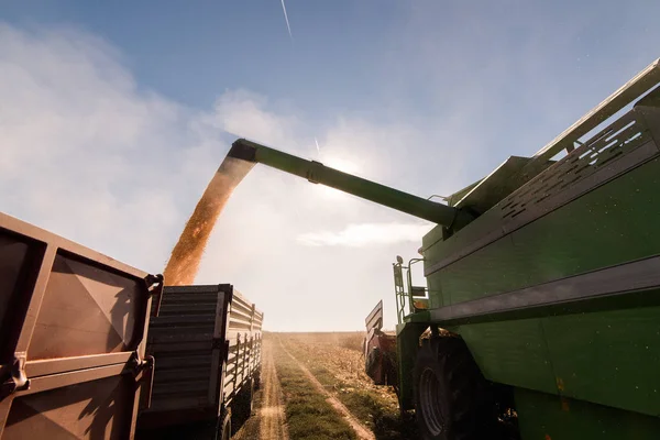 Verter Grano Maíz Remolque Tractor Después Cosecha Campo —  Fotos de Stock