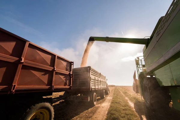 Verter Grano Maíz Remolque Tractor Después Cosecha Campo —  Fotos de Stock