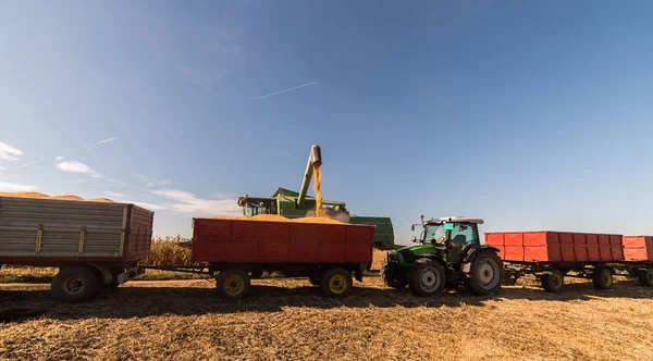 Заливка Зерна Кукурудзи Тракторний Причіп Після Збору Врожаю Полі — стокове фото