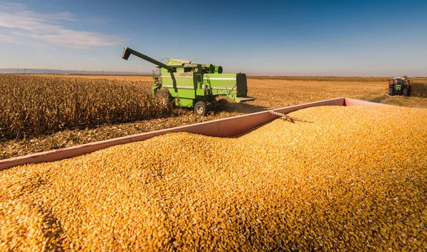 Cosecha Campos Maíz Con Combine —  Fotos de Stock