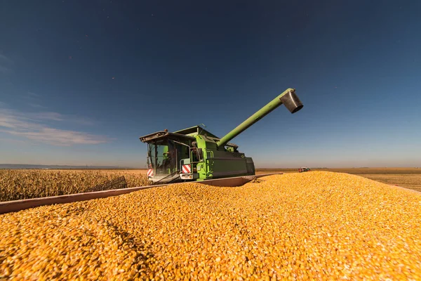 Pouring Corn Grain Tractor Trailer Harvest Field — Stock Photo, Image