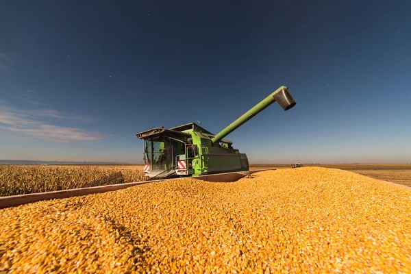 Verter Grano Maíz Remolque Tractor Después Cosecha Campo —  Fotos de Stock