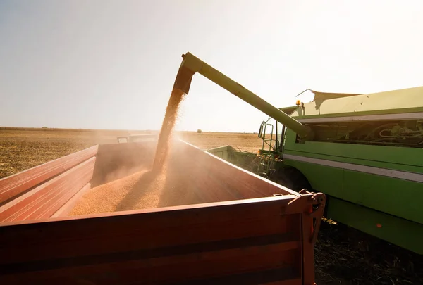Заливка Зерна Кукурудзи Тракторний Причіп Після Збору Врожаю Полі — стокове фото