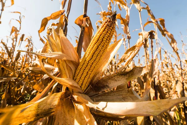 Ripe corn on stalk in fields before harvest