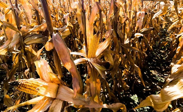 Ripe corn on stalk in fields before harvest