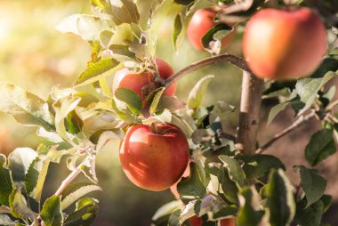 Elma meyve hasat için hazır 