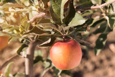 Elma meyve hasat için hazır 