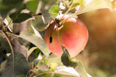 Elma meyve hasat için hazır 