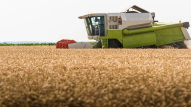 Buğday alanları birleştirmek ile hasat