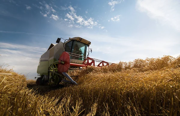 Raccolta Campi Grano Con Mietitrebbie — Foto Stock