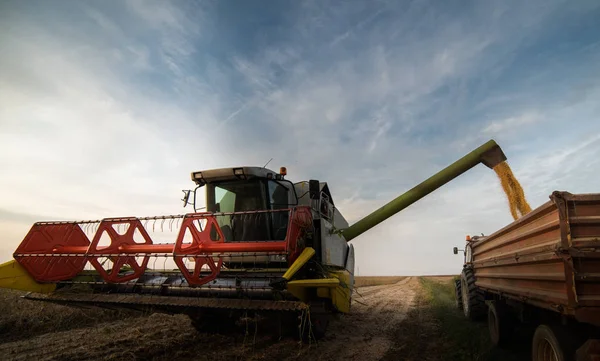 Выливание Зерна Сои Тракторный Прицеп После Сбора Урожая Поле — стоковое фото