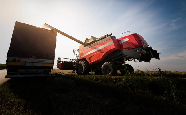 Verter Grano Soja Remolque Del Tractor Después Cosecha Campo —  Fotos de Stock