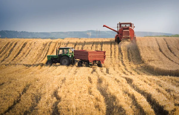 コンバインで麦畑の収穫 — ストック写真