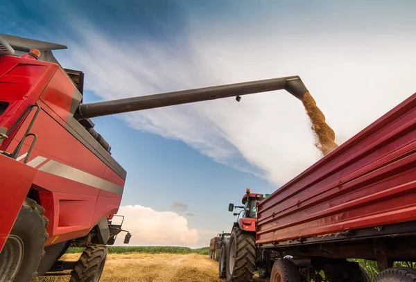 Заливка Зерна Пшениці Тракторний Причіп Після Збору Врожаю Полі — стокове фото