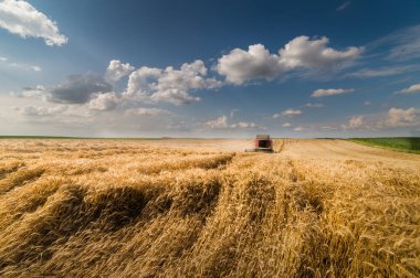 Buğday alanları birleştirmek ile hasat