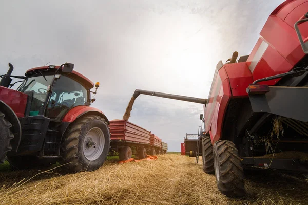 Buğday Tahıl Hasat Field Sonra Traktör Römork Dökme — Stok fotoğraf