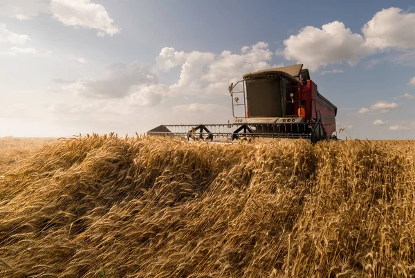 Збір Пшеничних Полів Комбайном — стокове фото