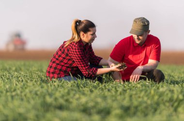 Genç çiftçilerin ekili incelenirken buğday alanı