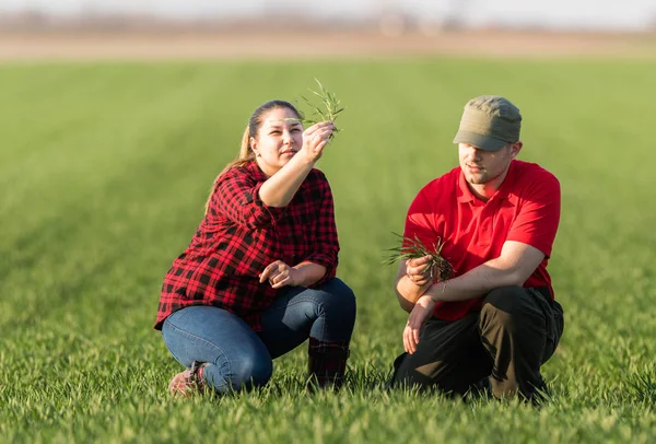 Jovens Agricultores Que Examinam Campo Trigo Plantado — Fotografia de Stock