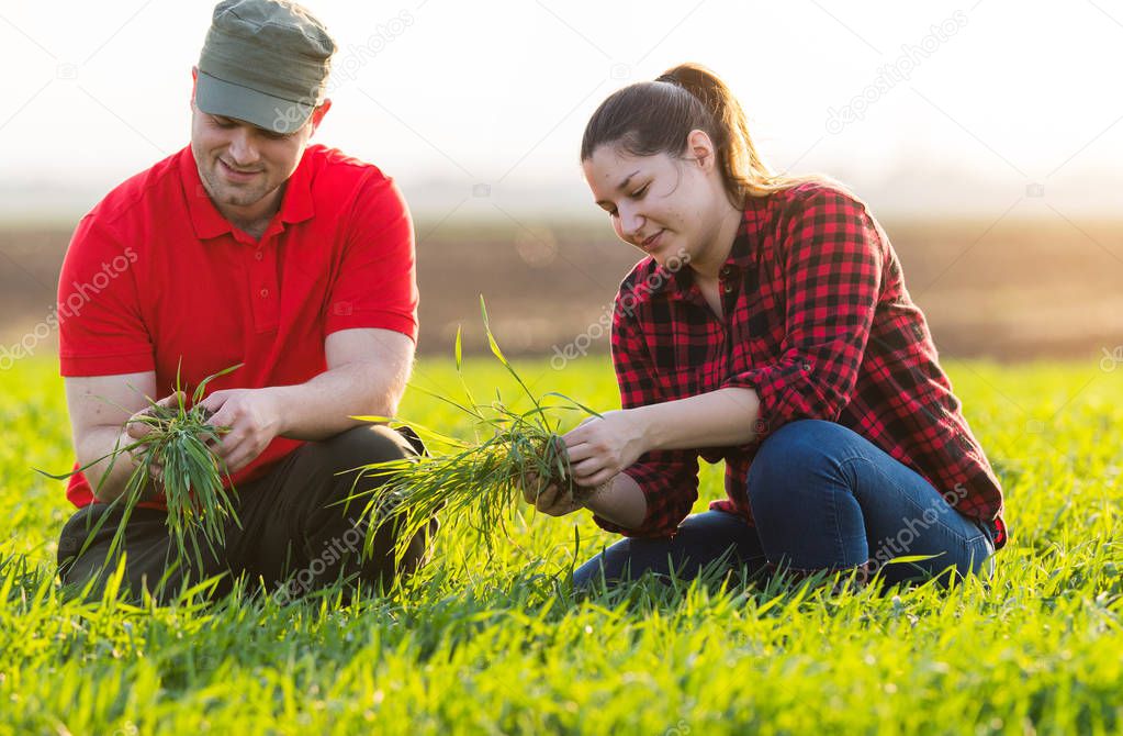 Young farmers examing planted wheat field